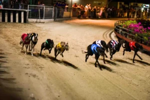 Hướng Dẫn Cách Chơi Đua Chó Fastgame888 Thắng Lớn