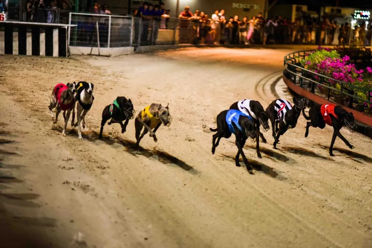 Hướng Dẫn Cách Chơi Đua Chó Fastgame888 Thắng Lớn