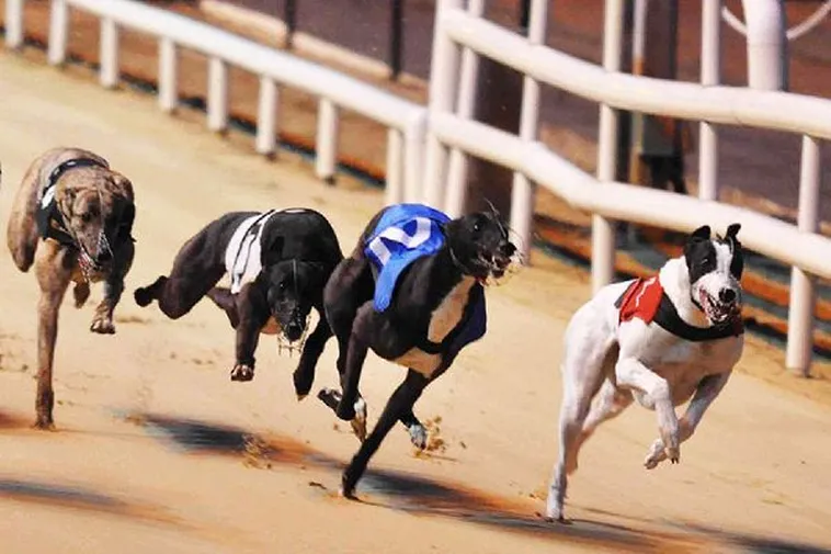 Hướng Dẫn Cách Chơi Đua Chó Fastgame888 Thắng Lớn